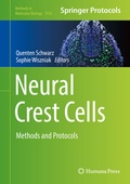 Bild: Neural Crest Cells - Humana