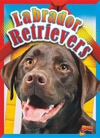 Enlarge image Cover: Labrador Retrievers - Bolt!