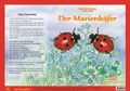 Cover: Natur-Kamishibai / Natur-Kamishibai - Der Marienk&auml;fere - Fischer-Nagel, H