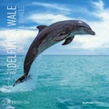 Cover: Delfine & Wale 2020 - Dolphins & Whales - Wandkalender - Brosch&uuml;renkalender (30 x 60 ge&ouml;ffnet) - Tierkalender - Wandplaner - ALPHA EDITION