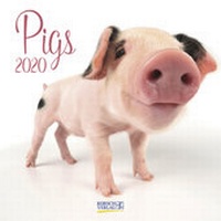 Abbildung von: Pigs 2020 - Korsch Verlag