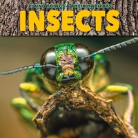 Enlarge image Cover: Insects - BookLife Publishing