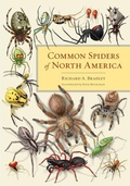 Cover: Common Spiders of North America - University of California Press
