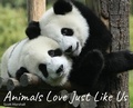 Cover: Animals Love Just Like Us - Scott Marshall