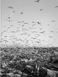 Cover: Benny Profane - RRB Photobooks