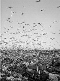 Enlarge image Cover: Benny Profane - RRB Photobooks