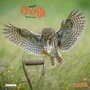Cover: Magic Owls 2020 - Tushita PaperArt GmbH