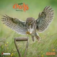 Enlarge image Cover: Magic Owls 2020 - Tushita PaperArt GmbH