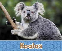 Enlarge image Cover: Koalas - Raintree