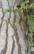 Cover: Vom Leuchten der Schatten - BoD - Books on Demand
