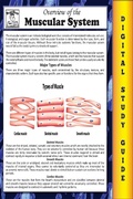 Cover: Muscular System ( Blokehead Easy Study Guide) - The Blokehead Success Series