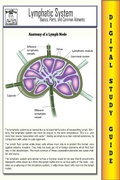 Cover: Lymphatic System ( Blokehead Easy Study Guide) - The Blokehead Success Series