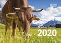 Cover: Kuh-Kalender 2020 - Hephaistos