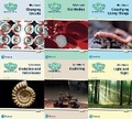 Cover: Science Bug International Year 6 Workbook Pack - Pearson Education Limited