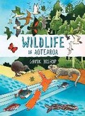 Cover: Wildlife of Aotearoa - Puffin