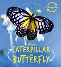 Cover: Lifecycles: Caterpillar to Butterfly - words & pictures