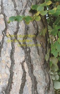 Cover: Vom Leuchten der Schatten - Books on Demand
