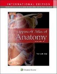 Abbildung von: Lippincott Atlas of Anatomy - WOLTERS KLUWER HEALTH