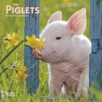 Abbildung von: Piglets 2020 Mini Wall Calendar - Brown Trout