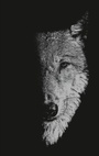 Cover: In the Company of Wolves - Manchester University Press