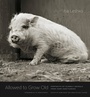 Cover: Allowed to Grow Old - University of Chicago Press