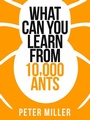 Cover: What You Can Learn From 10,000 Ants - Collins