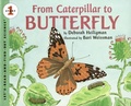 Cover: From Caterpillar to Butterfly - HarperCollins