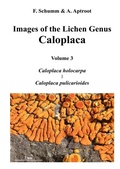 Cover: Images of the Lichen Genus Caloplaca, Vol 3 - BoD - Books on Demand