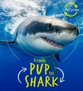 Cover: Lifecycles - Pup To Shark - words & pictures