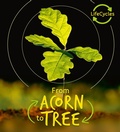 Cover: Lifecycles - Acorn to Tree - words & pictures