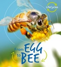 Cover: Lifecycles: Egg to Bee - words & pictures