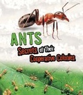 Cover: Ants - Raintree