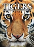 Cover: Tigers - Amber Books