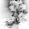 Cover: NICK KNIGHT Roses - Albion Barn Publishing