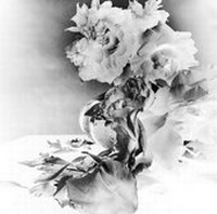 Enlarge image Cover: NICK KNIGHT Roses - Albion Barn Publishing