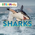 Cover: Sharks - Starry Forest