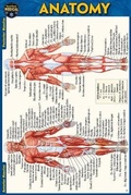 Cover: Anatomy Pocket-Sized Reference Guide (4x6 Inches) - Barcharts, Inc