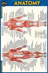 Enlarge image Cover: Anatomy Pocket-Sized Reference Guide (4x6 Inches) - Barcharts, Inc