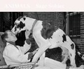Cover: Animals - STANLEY/BARKER