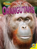 Cover: Orangutans - Weigl Publishers Inc.