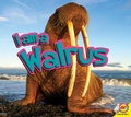 Cover: Walrus - Weigl Publishers Inc.