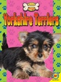 Cover: Yorkshire Terriers - Weigl Publishers Inc.