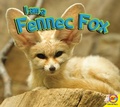 Cover: Fennec Fox - Weigl Publishers Inc.