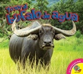 Cover: El b&uacute;falo de agua - Weigl Publishers Inc.
