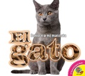 Cover: El gato - Weigl Publishers Inc.