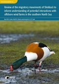 Cover: Review of the migratory movements of Shelduck to inform understanding of potential interactions with offshore wind farms in the southern North Sea. - British Trust for Ornithology