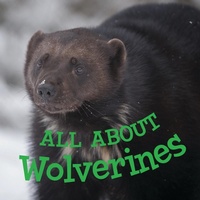 Enlarge image Cover: All about Wolverines - Inhabit Media Inc