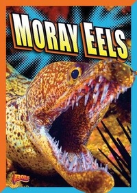 Enlarge image Cover: Moray Eels - Black Rabbit Books