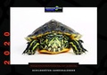Cover: Schildkr&ouml;ten-Jahreskalender 2020 - Kleintierverlag