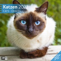 Bild vergrößern Bild: Katzen Kalender 2021 - 30x30 - Ackermann Kunstverlag
